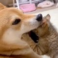 柴犬が『保護子猫の…