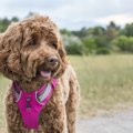 犬に使うべきではな…