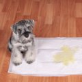 犬の『危険なおしっ…