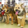 保護犬の兄弟達が大…