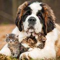 保護犬に家族を！台…