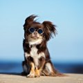 犬にしてはいけない…