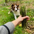 犬に食べさせてもOK…