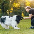 犬を興奮させ過ぎるN…
