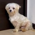 やせ細り、毛が腐っ…