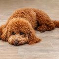室内犬が短命になる…