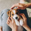 犬を飼ったばかりの…