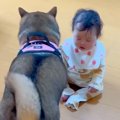 『赤ちゃんと犬が遊…