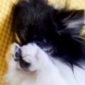 『限りなく小動物に…