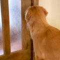 大型犬が『初めてマ…