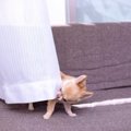犬も人間のように『…