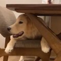 ひゃっほーいっ！雨…