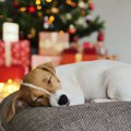 犬に絶対NGな『冬の…