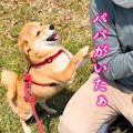 お散歩中の犬たちが…