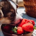 犬も食べられる『春…