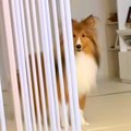 構ってほしそうな犬→…