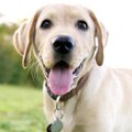犬の首輪の『間違っ…