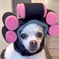 3匹の犬のために『フ…