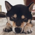 【愛犬あるある】こ…
