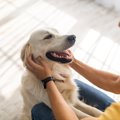 犬を飼うと『できな…
