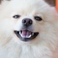 犬の歯磨きをするこ…