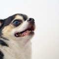 犬のあごがプルプル…