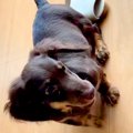 子犬を迎えて6ヶ月→…