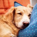 犬が飼い主のいた場…