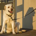 犬を店の外に繋いで…