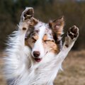 過剰な愛犬家がして…