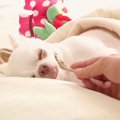 寝ている犬に『おや…