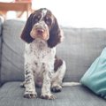 犬アレルギーでも犬…