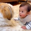 赤ちゃんと犬が『家…