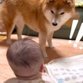 犬が"ハイハイ…