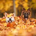 犬が秋を楽しんでい…