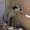 理想的な家庭犬！穏…