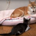 子猫のあからさま過…
