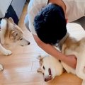 甘えるハスキー犬を…