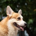 犬の『呼吸』が普段…