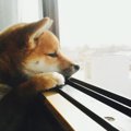 犬がみせる『寂しか…