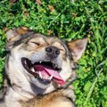 かわいい～♡犬のお腹…