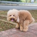 犬がトイレ中にして…