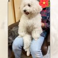 「トイプードルです…