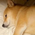 帰省してきたお姉ち…
