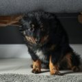 犬が『ソファの下に…