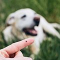 犬が亡くなるかもし…