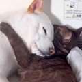 『寝つきが悪い猫』…