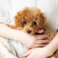 「メンタルが弱い犬…