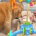 家に『赤ちゃんが遊…