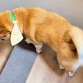 犬が『朝のルーティ…